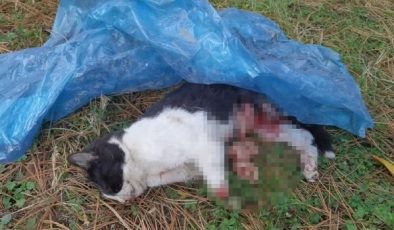 5 ayda baktığı 4 kedi öldürüldü, yavru kedisi patileri kesilmiş bulundu