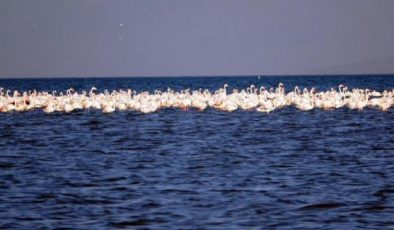 Van Gölü Havzası’ndaki kuraklık, göçmen kuşların yaşam alanlarını da daraltıyor