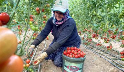 Örtü altı tarımda başı çeken ilçede domates üretimi ilk sırada yer aldı