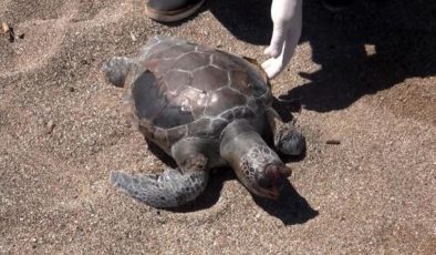 Manavgat sahilinde deniz kaplumbağaları balık ağlarına takılıp ölüyor